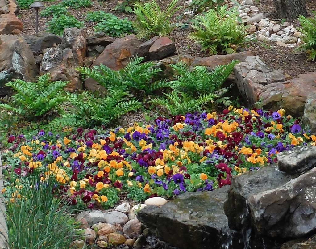 horticultural-services-seasonal-color-pansies Horticultural Services